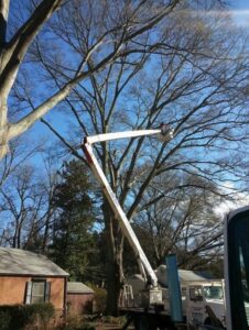 A bucket truck extended to trim a large tree, demonstrating tree service work by Sharp Tree Service in Cumming, GA.
