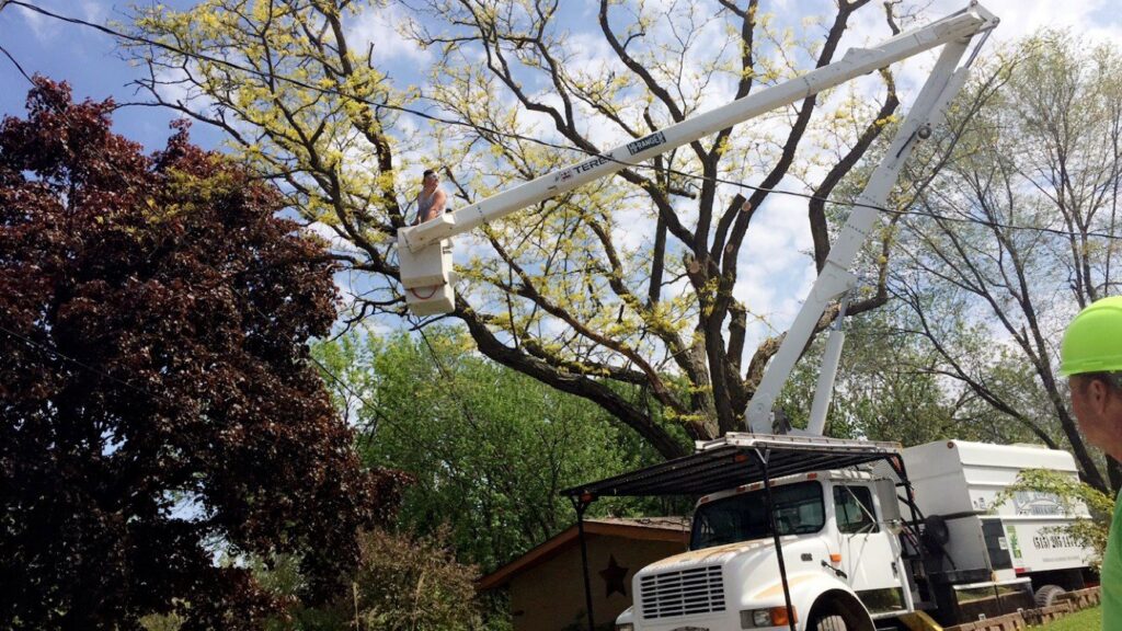 A worker in a bucket truck trimming a large tree near power lines for Top Notch Tree Care in Holt, MI.