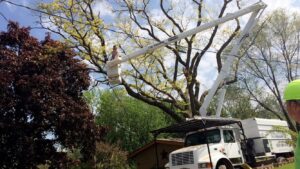 A worker in a bucket truck trimming a large tree near power lines for Top Notch Tree Care in Holt, MI.