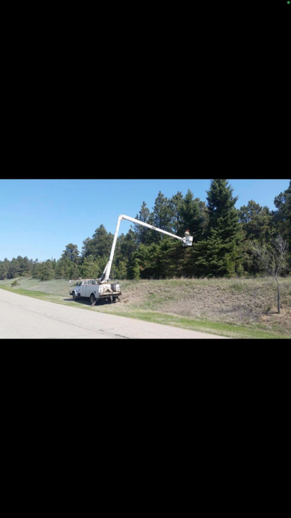 A worker in a bucket truck trimming evergreen trees for Schweitzer Tree Service Inc. in Bismarck, ND.