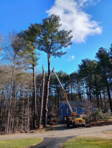 A bucket truck with a worker trimming a very tall pine tree near a house for JTE & Company in Oxford, MA.