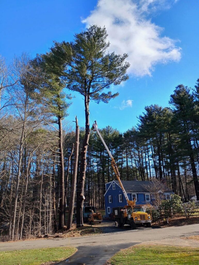 A bucket truck with a worker trimming a very tall pine tree near a house for JTE & Company in Oxford, MA.