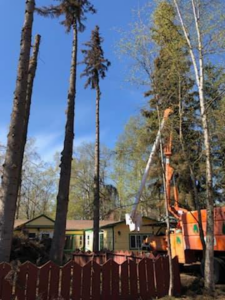 A bucket truck is positioned near tall trees, indicating tree trimming or removal services by Precision Tree Care LLC in Wasilla, AK.