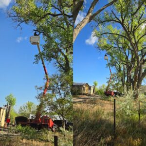 A bucket truck actively trimming a line of tall trees for R and J Tree Service in Farmington, NM.