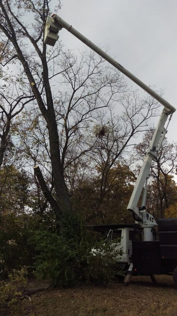A bucket truck with its arm extended, trimming a tree for Braik's Tree Care in Columbia, MO.