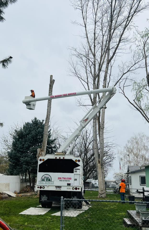 A TW Tree Service worker in a bucket truck trimming a tall tree, with another worker on the ground in Lewiston, ID.
