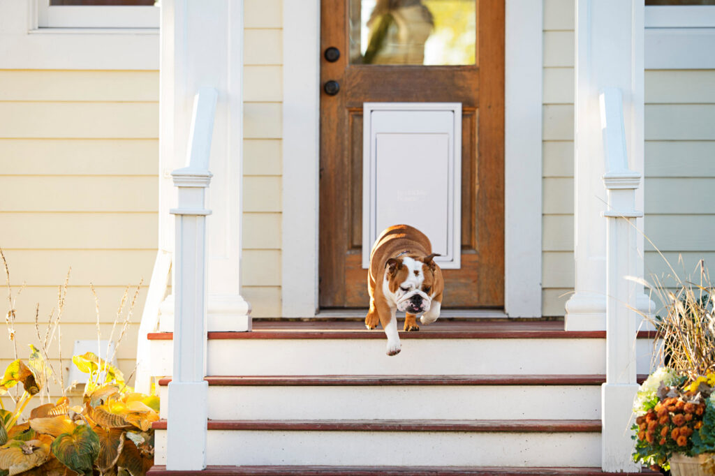 A bulldog running out of a house through a newly installed pet door by Invisible Fence of Middle Tennessee in Nashville, TN.