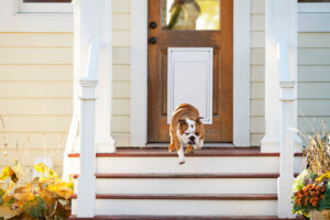 A bulldog running out of a house through a newly installed pet door by Invisible Fence of Middle Tennessee in Nashville, TN.