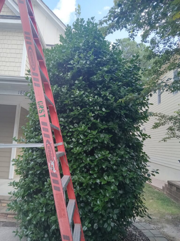 A tall bush being trimmed with a ladder, a service offered by Mels Haul & Junk Removal in Raleigh, NC.