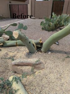 Sections of a large cactus or tree trunk on the ground after removal by Alia's Tree Services And Landscaping in Phoenix, AZ.