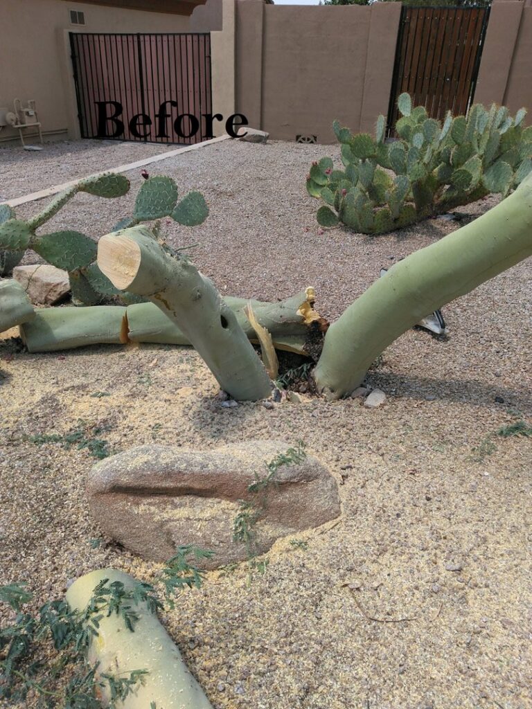 Sections of a large cactus or tree trunk on the ground after removal by Alia's Tree Services And Landscaping in Phoenix, AZ.
