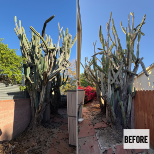 Before and after photo of large cactus trimming and brush clearance by Waste Unlimited Brush Clearance & Tree Service LLC in Los Angeles, CA.