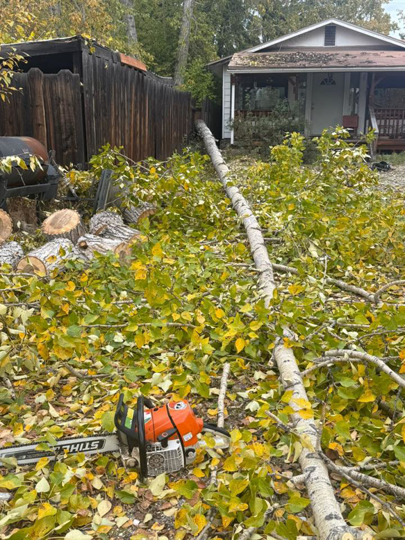 A chainsaw and a fallen tree with cut logs after a tree removal service by Hughes Resource Management in Fairbanks, AK.