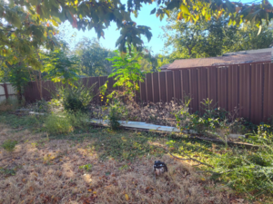 A chainsaw on the ground in an overgrown backyard, indicating land clearing or tree service work by Mauricio tree service in Dallas, TX.