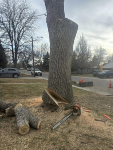A chainsaw next to a freshly cut tree stump and logs from Ace Tree Service in Denver, CO.