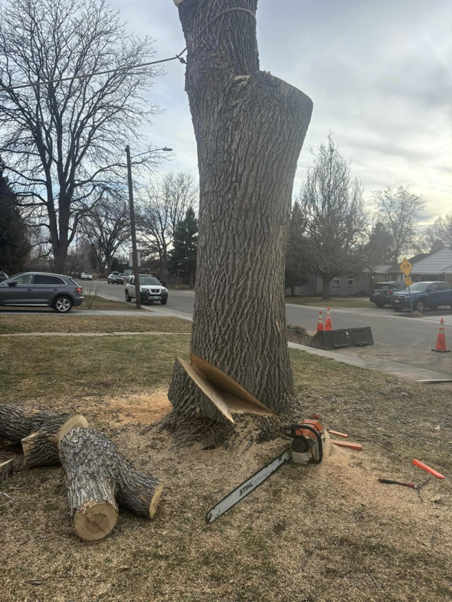 A chainsaw next to a freshly cut tree stump and logs from Ace Tree Service in Denver, CO.