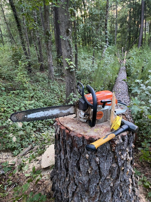 A chainsaw and a splitting wedge on a freshly cut tree stump after felling, by Hughes Resource Management in Fairbanks, AK.