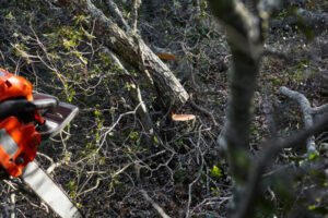A chainsaw in the foreground with freshly cut tree branches and a stump, indicating tree service work by West Coast Tree Care in San Jose, CA