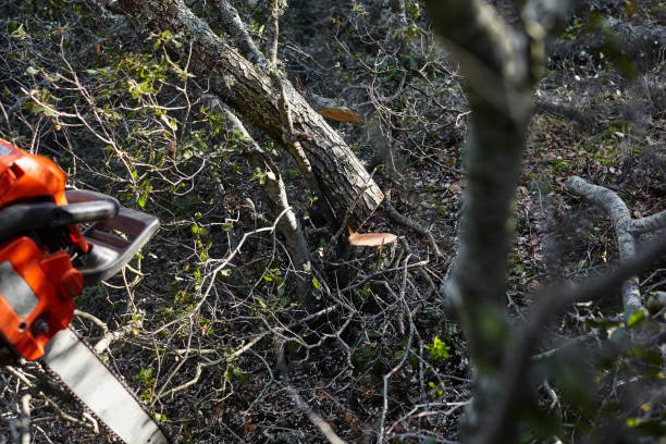 A chainsaw in the foreground with freshly cut tree branches and a stump, indicating tree service work by West Coast Tree Care in San Jose, CA