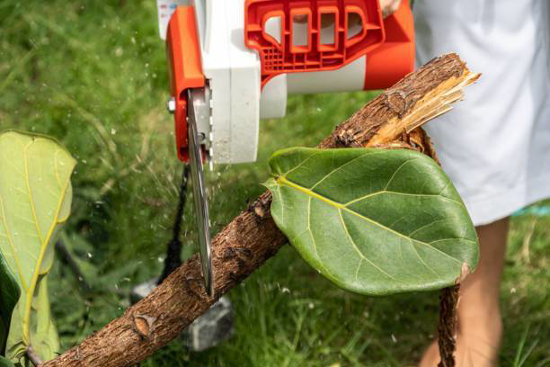 A close-up of a chainsaw cutting a tree branch for Glorioso Tree Service in Kansas City, MO.