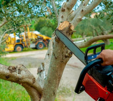 A close-up of a chainsaw cutting a tree branch, indicating tree trimming or removal by The Tree Service in Knoxville, TN.