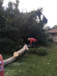 A tree service worker using a chainsaw to cut a large tree log on the ground for Ohana Tree Services in Mililani, HI.