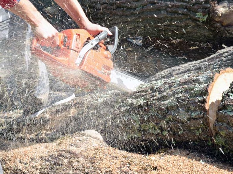 Close-up of a chainsaw cutting through a tree log, creating sawdust, by Robert Burk Tree & Landscaping LLC in Milford, DE.