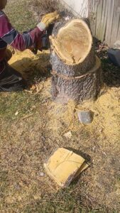 A close-up of a person using a chainsaw to cut a tree stump for Mario's Stump Grinding and Tree Service LLC in Dallas, TX.