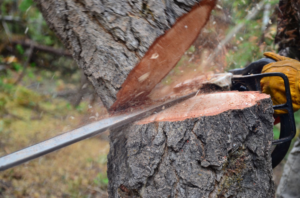 A close-up of a chainsaw cutting through a tree trunk, showing tree removal work by Green Man Tree & Buckthorn Services in Waukesha, WI.