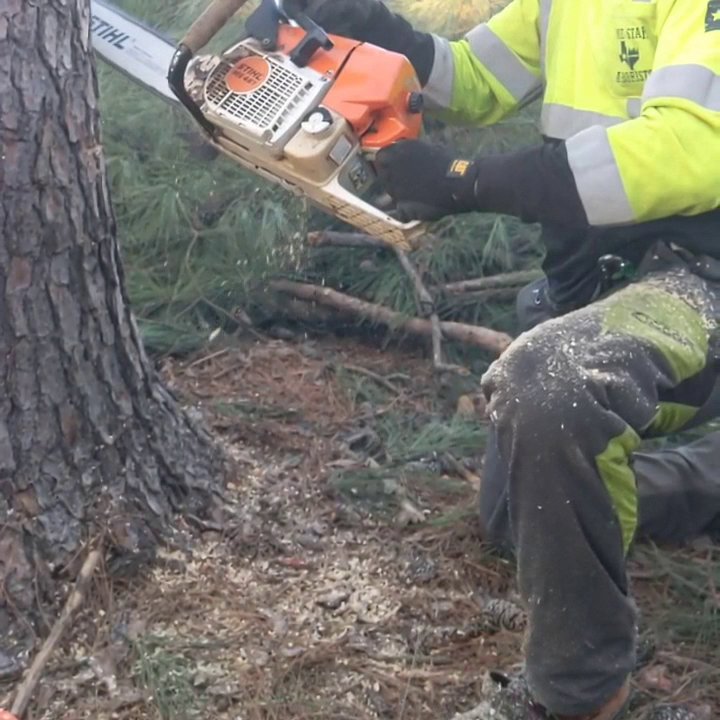 A professional arborist using a chainsaw to cut a tree trunk, creating sawdust, for Lone Star Arborists in Jackson, MS