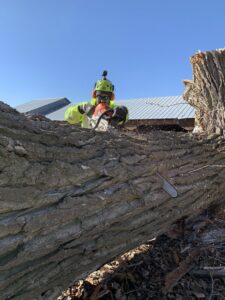A tree service worker using a chainsaw to cut a large log on the ground for Elevation Tree Service LLC - Magic Valley in Salt Lake City, UT.