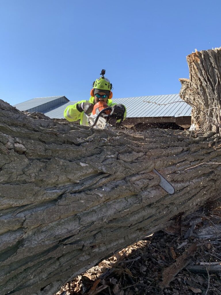 A tree service worker using a chainsaw to cut a large log on the ground for Elevation Tree Service LLC - Magic Valley in Salt Lake City, UT.
