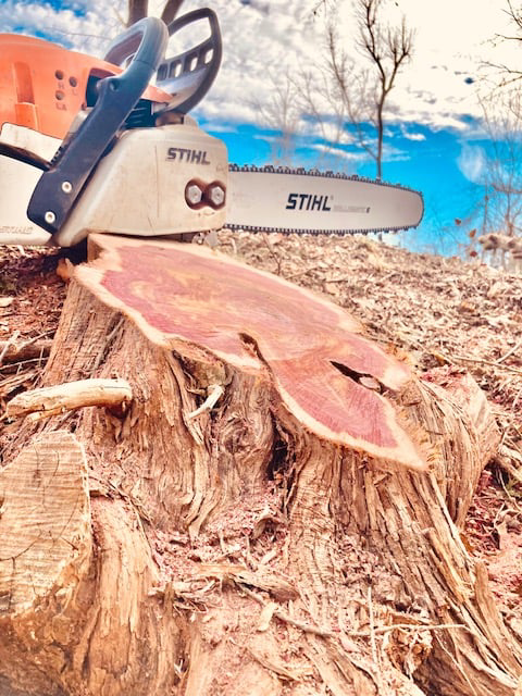 A Stihl chainsaw resting on a freshly cut tree stump, showcasing the wood grain, by GEROW Services, LLC in Oklahoma City, OK.