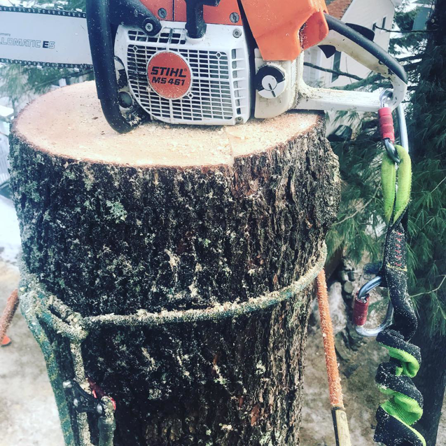 A Stihl chainsaw resting on a freshly cut tree stump, with climbing ropes and gear, from Arborist Matt Cole in Brewer, ME.