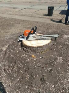 A Stihl chainsaw resting on a freshly cut tree stump after tree removal by Grand Island Tree Service in Grand Island, NE.