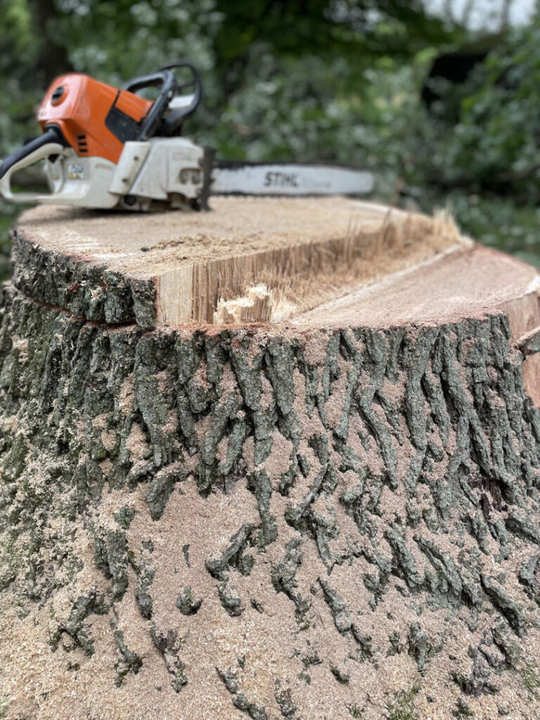 A close-up view of a chainsaw resting on a freshly cut tree stump, showing recent tree removal work by Kingdom Tree Company in North Canton, OH.