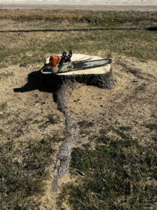 A chainsaw resting on a freshly cut tree stump after removal by Superior Tree and Stump LLC in Topeka, KS.