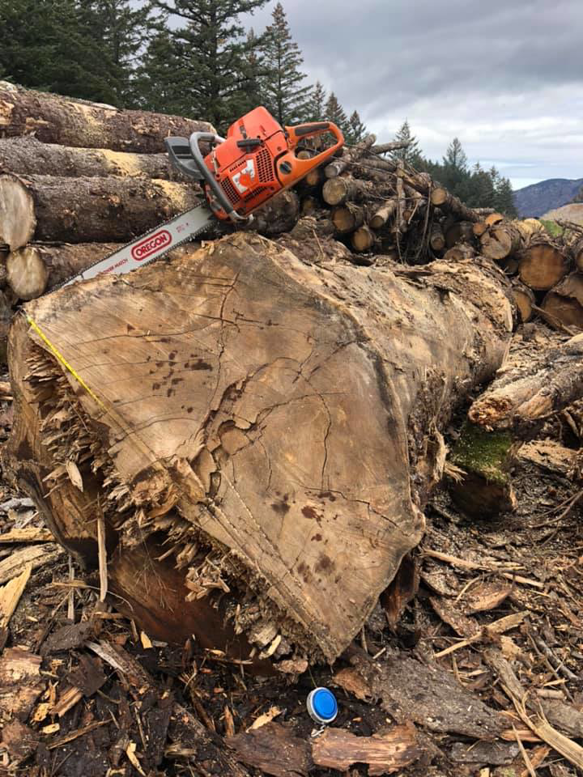 A chainsaw resting on a large log or stump at a tree removal site by Jere's Tree Service in Kodiak, AK.