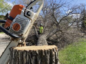A large chainsaw resting on a freshly cut tree stump after a tree removal service by Treeincarnation MT in Helena, MT.