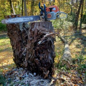 A chainsaw resting on a large tree stump, with a cut log nearby, indicating tree removal by Joshua Tree Service in Smyrna, GA.