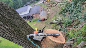 A chainsaw resting on a freshly cut tree stump after a professional tree removal service by Kingdom Tree Company in North Canton, OH.