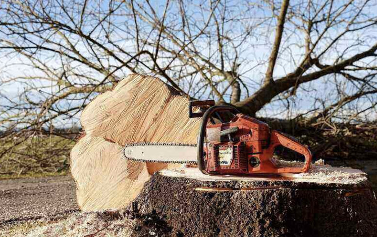 A chainsaw resting on a freshly cut tree stump after tree removal by Outdoor Services in Youngstown, OH.