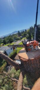 A chainsaw resting on a freshly cut tree stump in a residential area, showcasing tree removal by Mountain Tree Company in Missoula, MT.