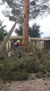A chainsaw operator processing a large pile of tree debris after a tree service job by Tree Service in North Las Vegas, NV.