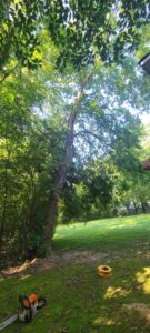 A chainsaw on the ground next to a tall tree, ready for tree service work by J & K Tree Service in Robbins, NC.