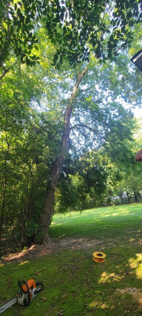 A chainsaw on the ground next to a tall tree, ready for tree service work by J & K Tree Service in Robbins, NC.