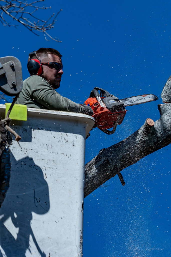 A tree service worker in a bucket lift cutting a tree branch with a chainsaw for Michael Wayne's Landscaping & Tree Service in Columbia, SC.