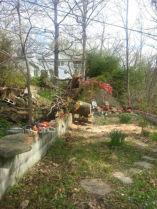 Chainsaws resting on a wall next to a fallen tree and cut logs, indicating tree removal work by Moore & Wright Tree Service in Alexandria, VA
