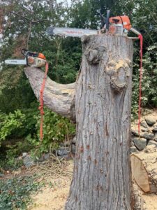 Two chainsaws resting on a large tree trunk, indicating professional tree service work by Sound Tree Care LLC in Seattle, WA.