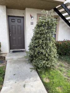 A discarded Christmas tree awaiting pickup for junk removal by Elite Hauling & Junk Removal in San Diego, CA.